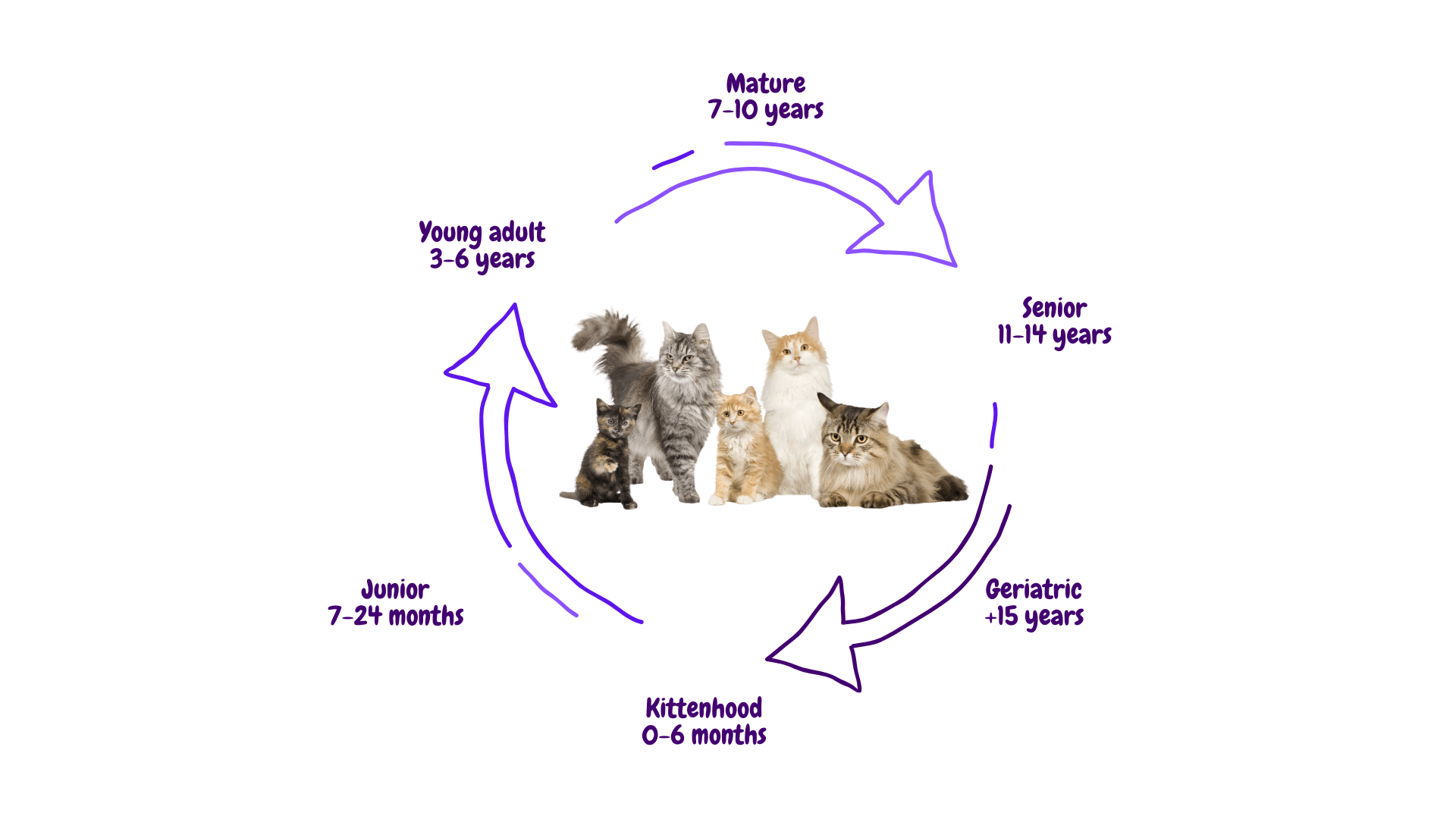 Cat's Life Stages