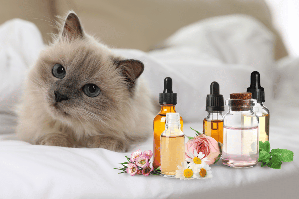 Adult Cat Care Essentials