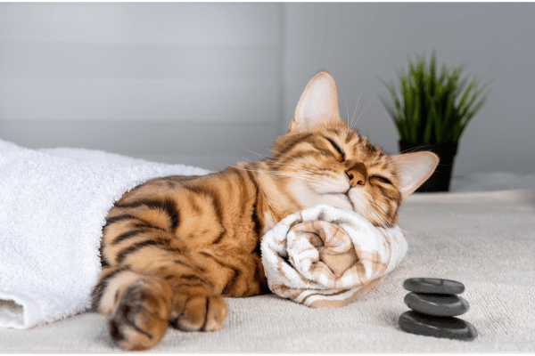 Adult Cat Care Essentials