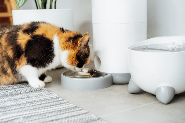 Adult Cat Care Essentials