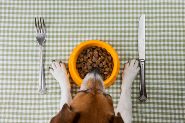 Healthy Dog Diet Plan