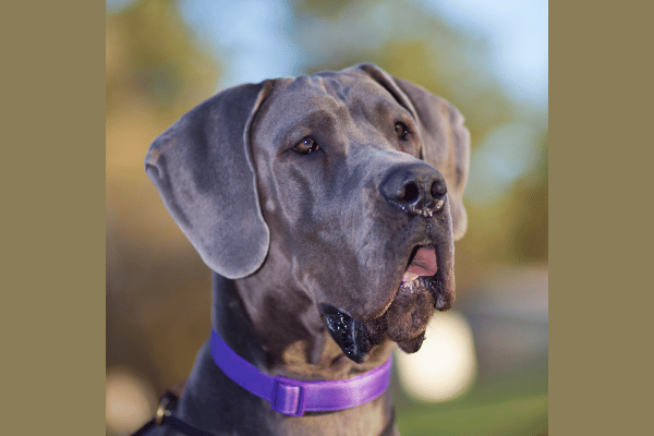 Great Dane Behavior and Care