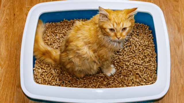 cat litter box solutions