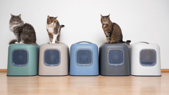 cat litter box solutions