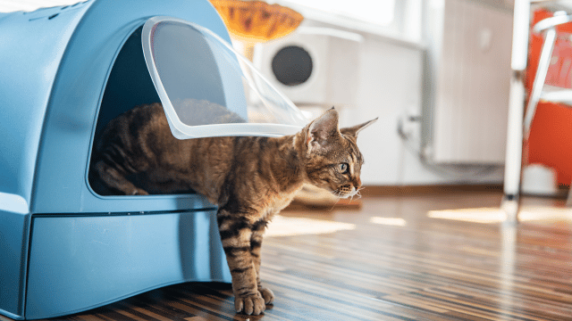 cat litter box solutions