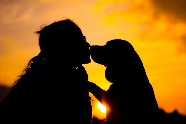 adolescente-dog-care-tips-sunset