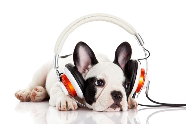 auditory-stimulation-dogs-benefits