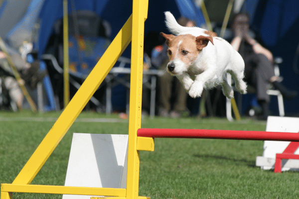 diy-agility-sports-dogs