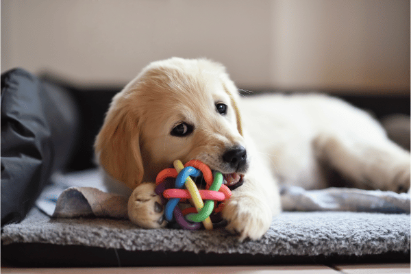 innovative-dog-playtime-toys