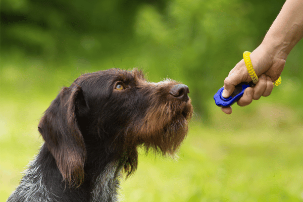 pet-behavior-training-guide