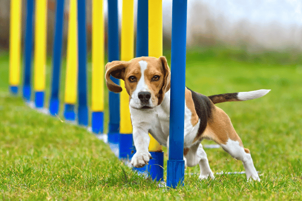 pet-behavior-training-guide