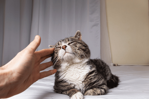 senior-cat-care-guide