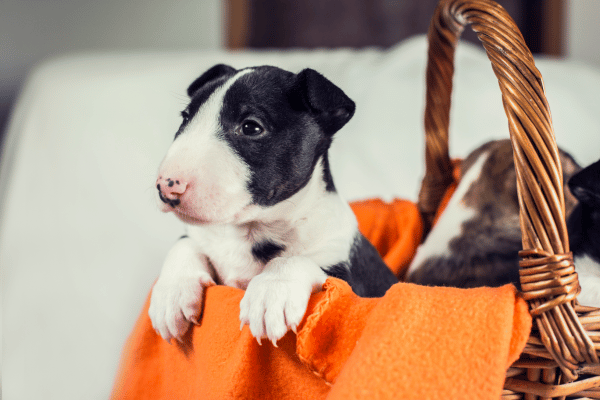terrier-breed-guide