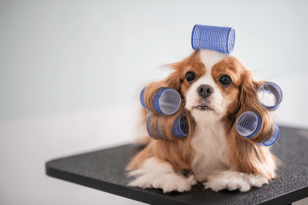 pet-grooming-tips-effective