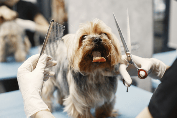 pet-grooming-tips-effective