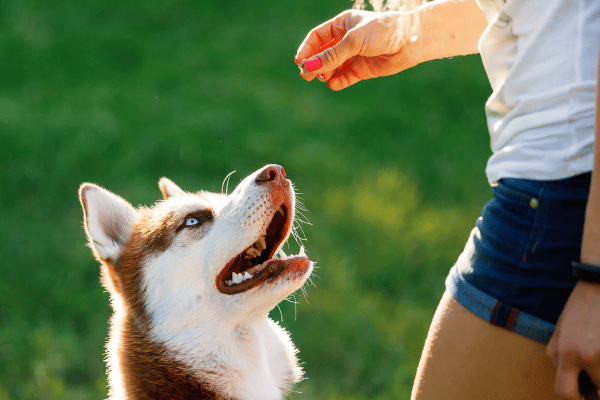 selecting-effective-pet-trainer