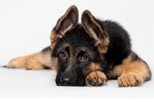 Puppy Socialization: Why, When, and How to Do It Right