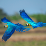 buying-a-macaw-guide