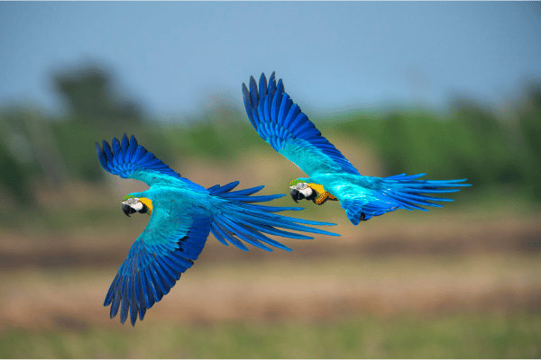 buying-a-macaw-guide